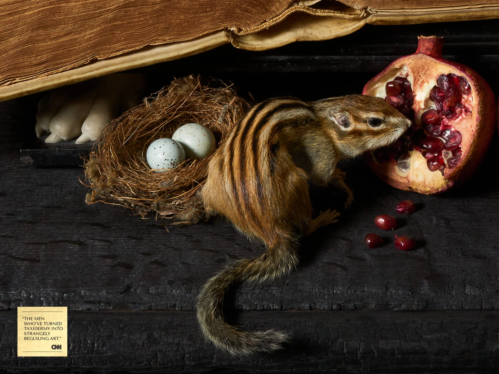 DSvT-Les-Peintures-des-Taxidermistes-12.jpg