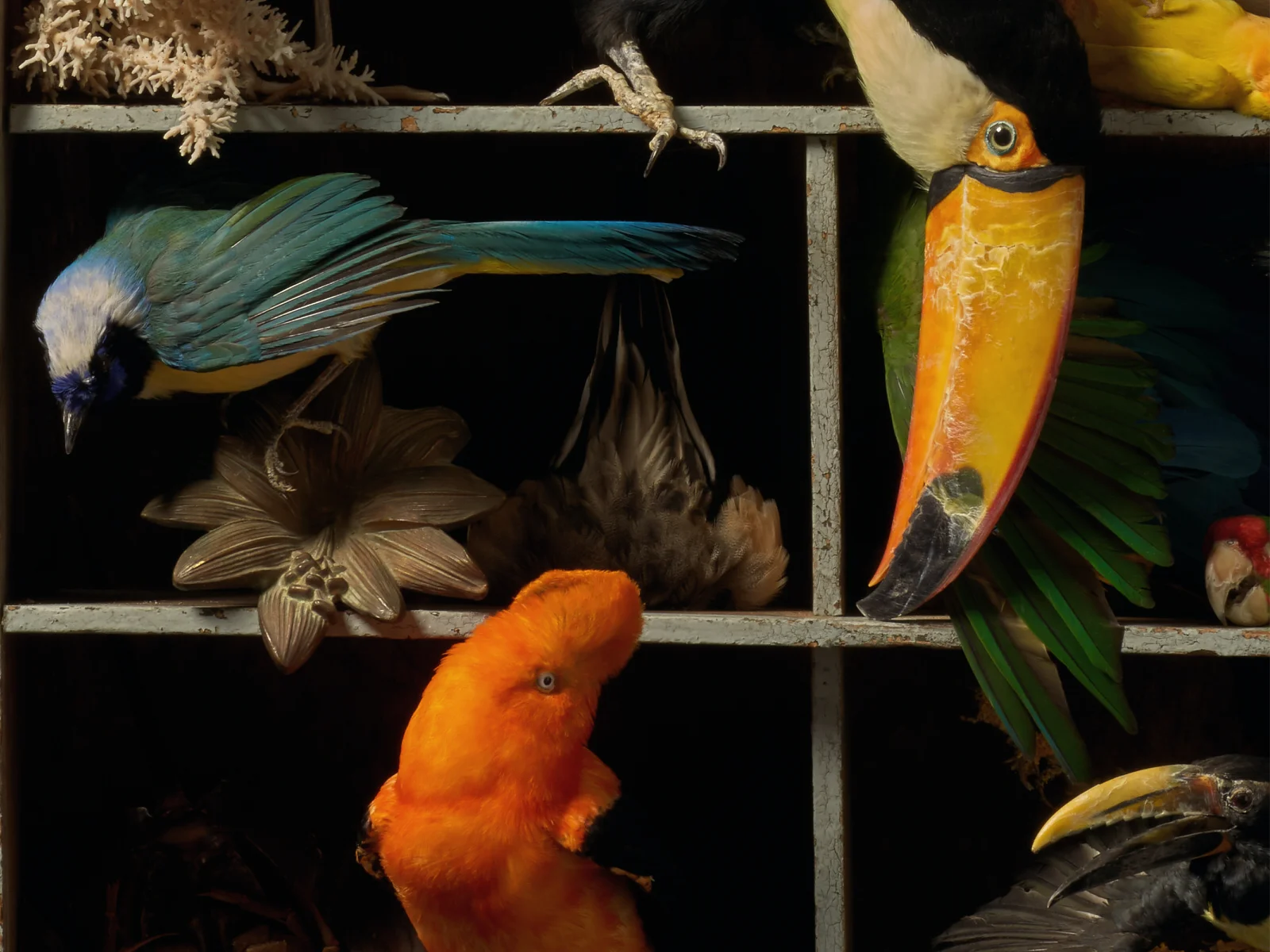 DSvT-Les-Peintures-des-Taxidermistes-13.jpg