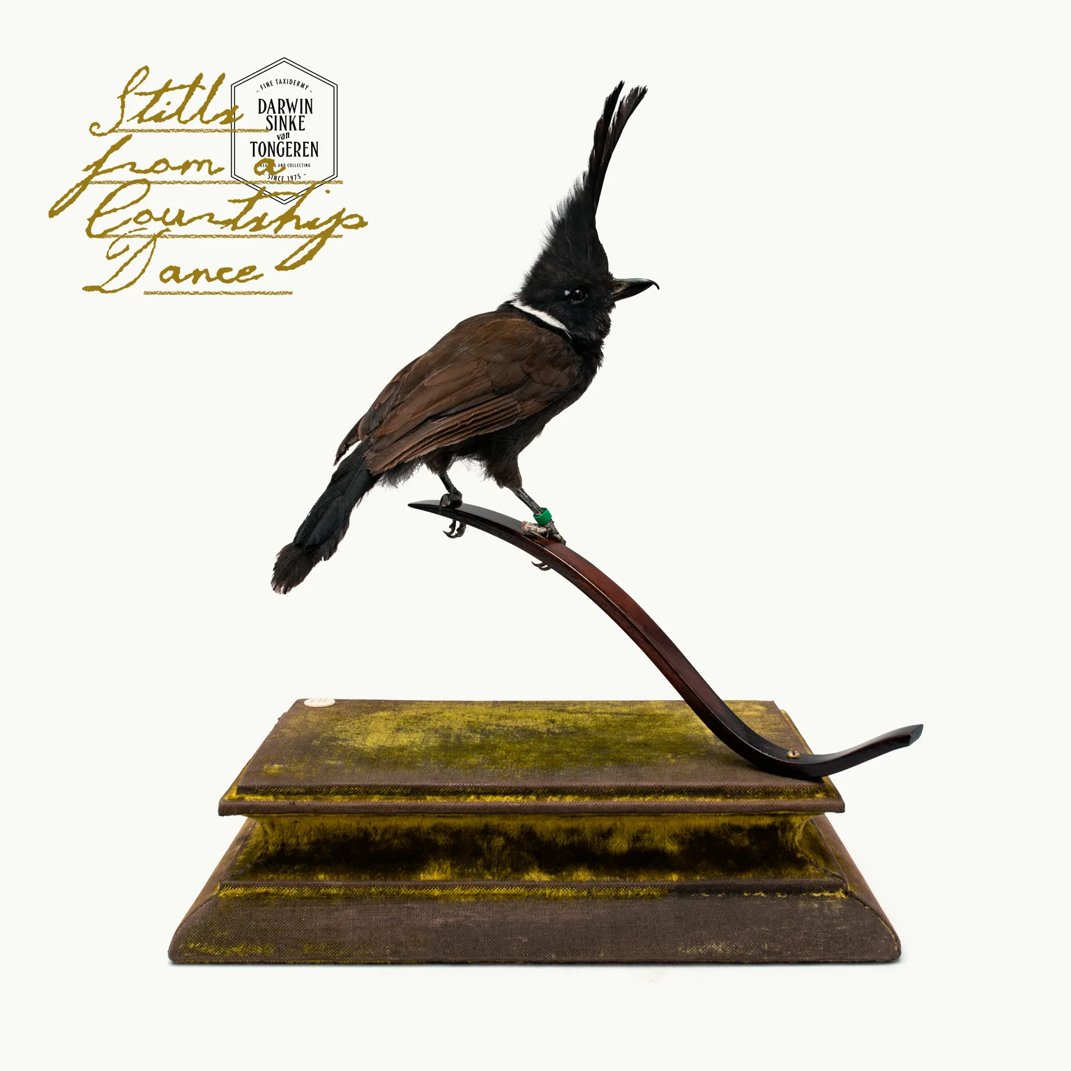 DSvT-Crested-Jay.jpg