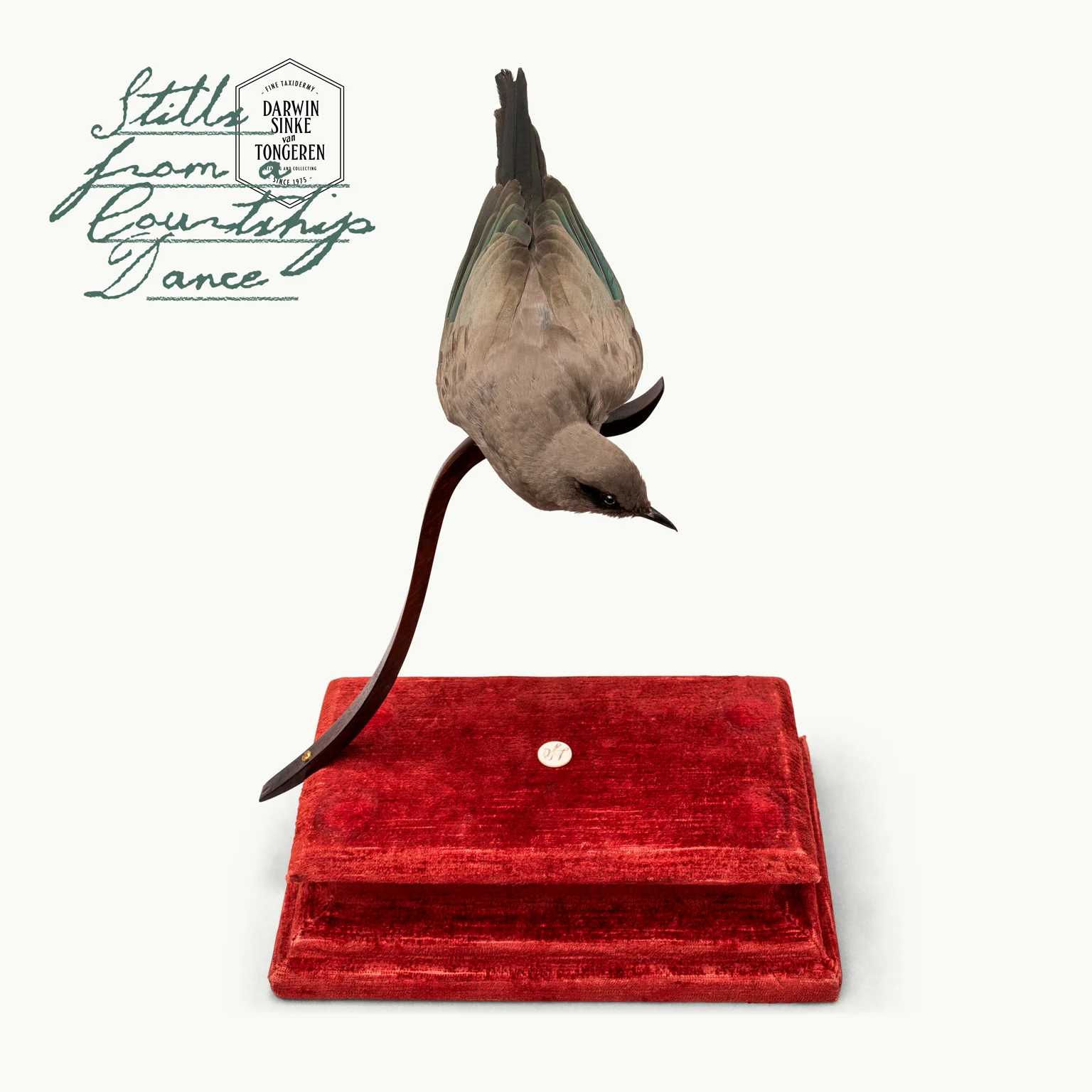 DSvT-Ashy-Starling.jpg
