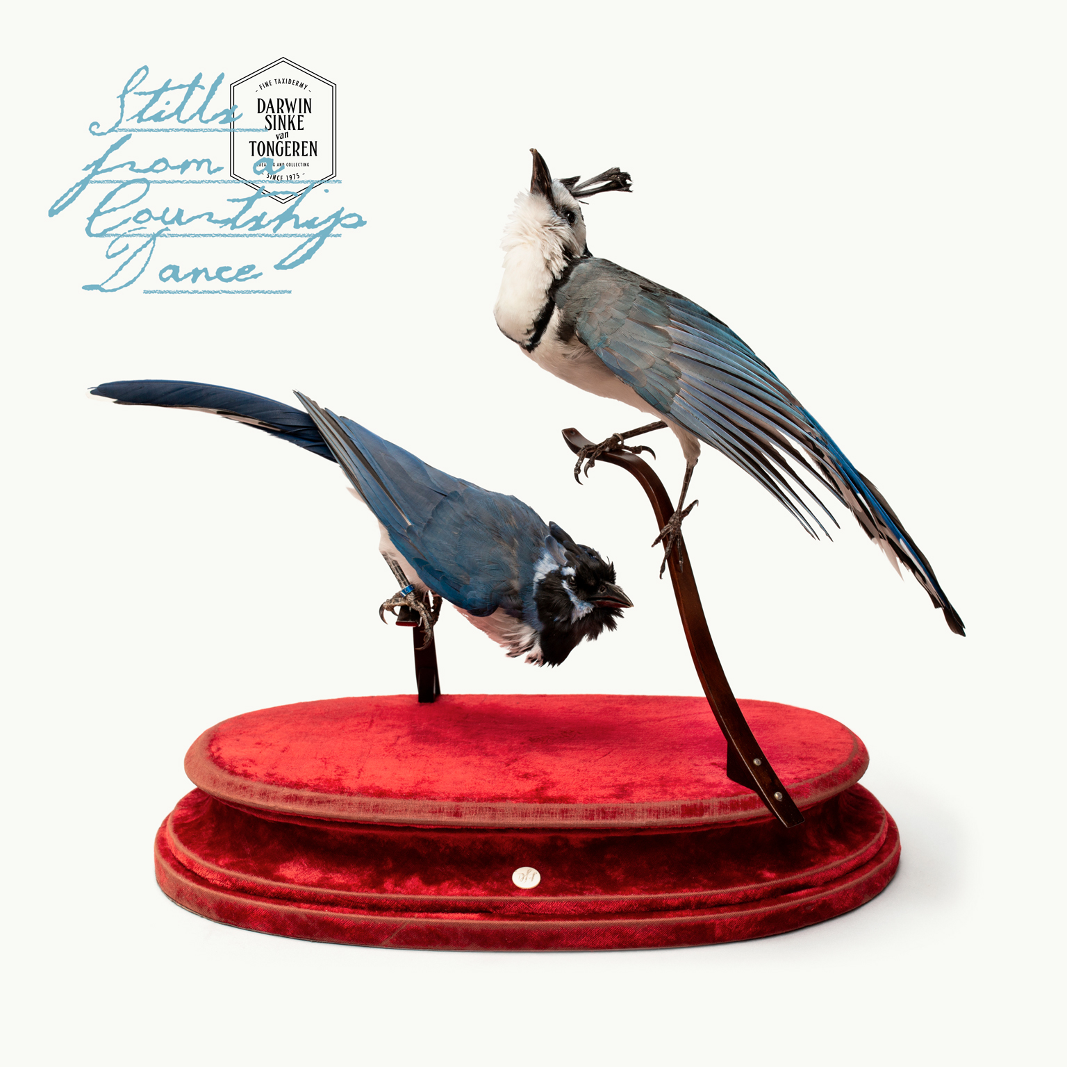 DSvT-Magpie-Jays-1.jpg