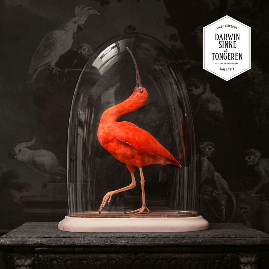 DSvT-Scarlet-Ibis-Square-01.jpg