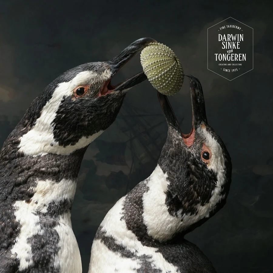 DSvT-Penguins-14-900px.jpg