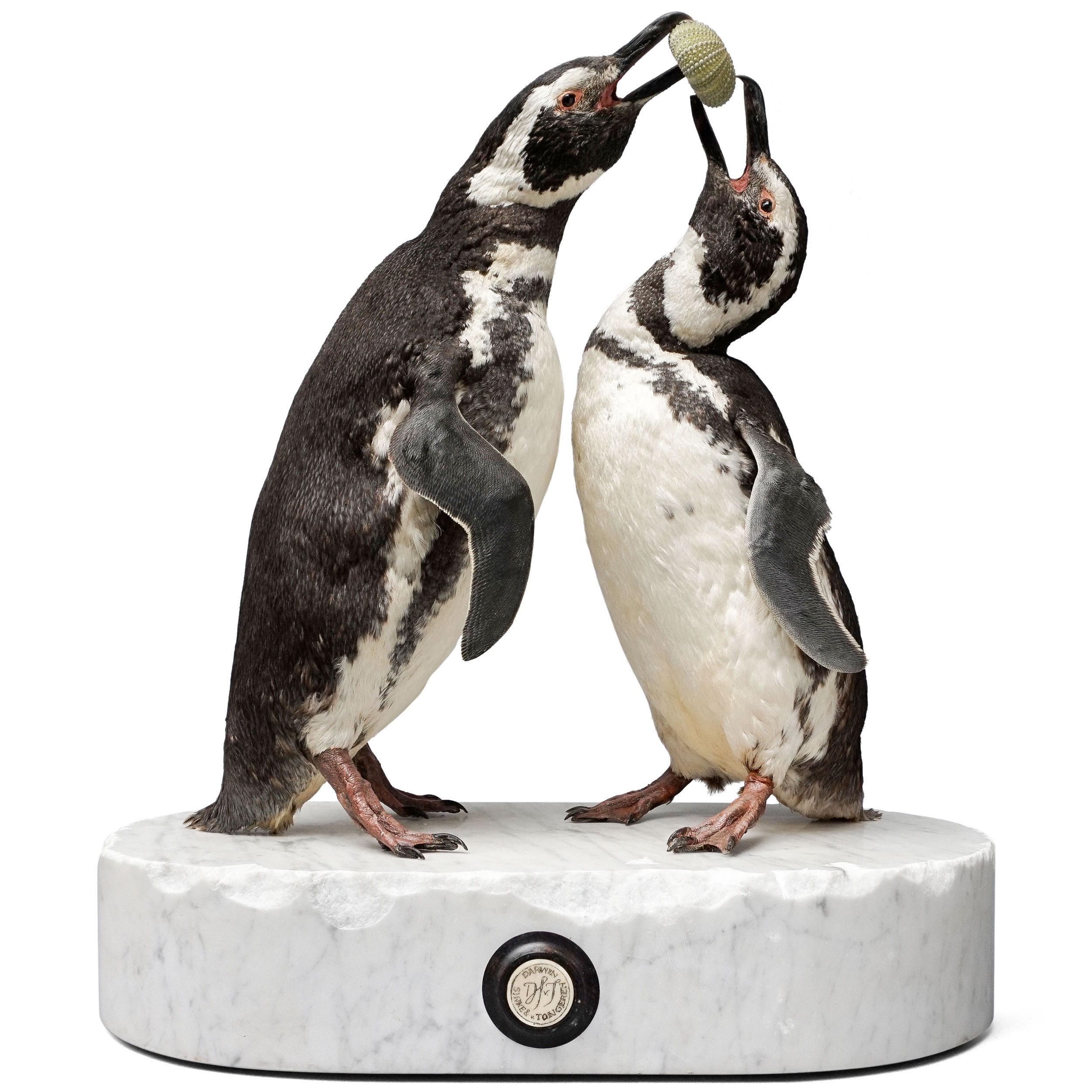 Penguins-CLIP.jpg