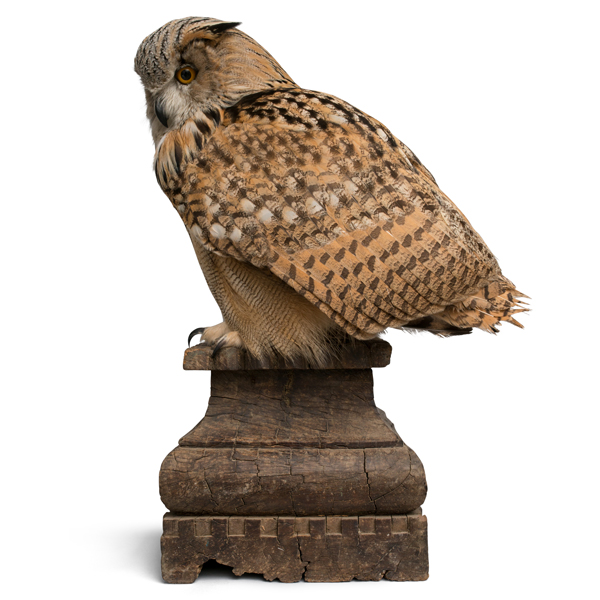 Eagle-Owl-CLIP2.jpg