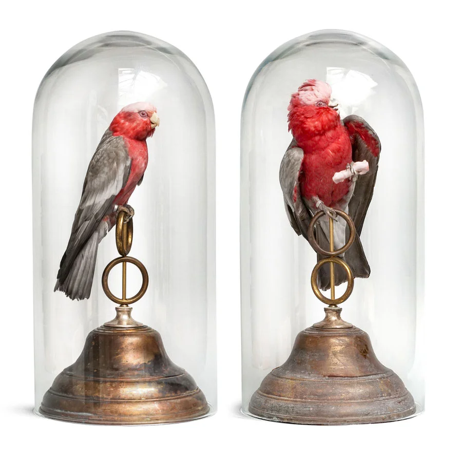 DSvT-Roseate-Cockatoo-CLIP.jpg