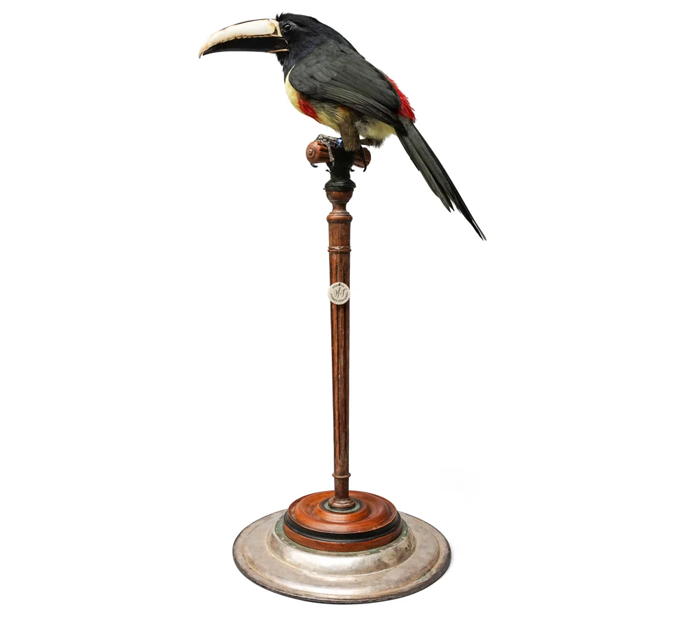 DSvT-Aracari-CLIP.jpg