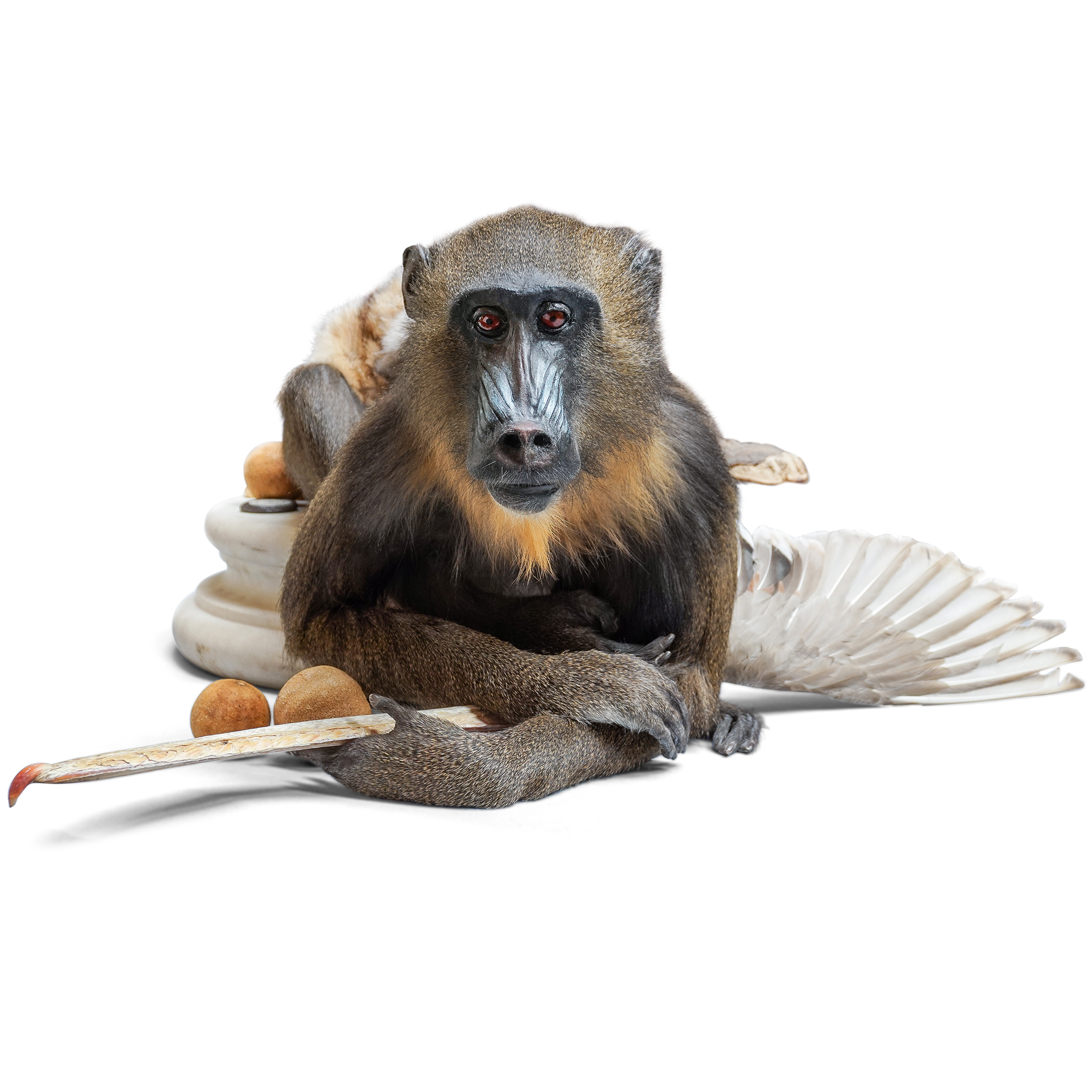 Mandrill-CLIP-2.jpg