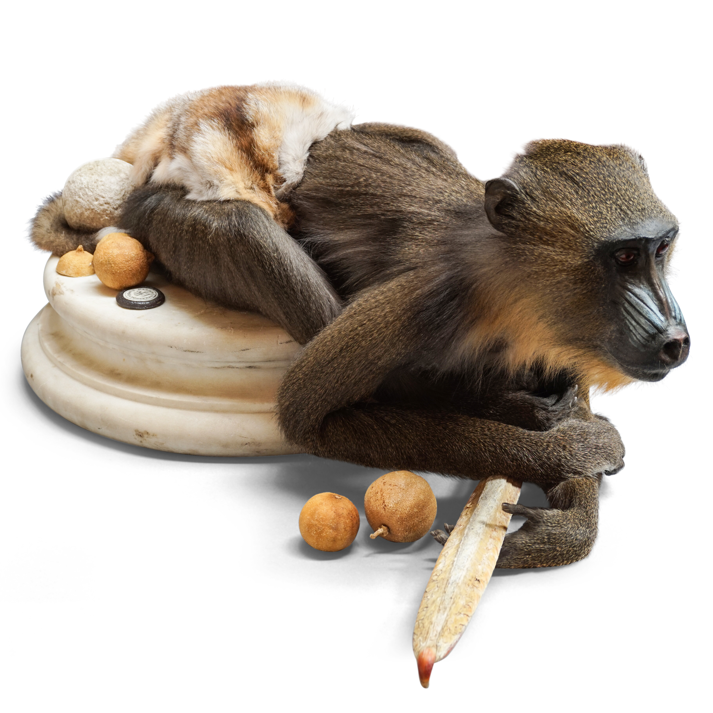 Mandrill-CLIP-Shadow.jpg