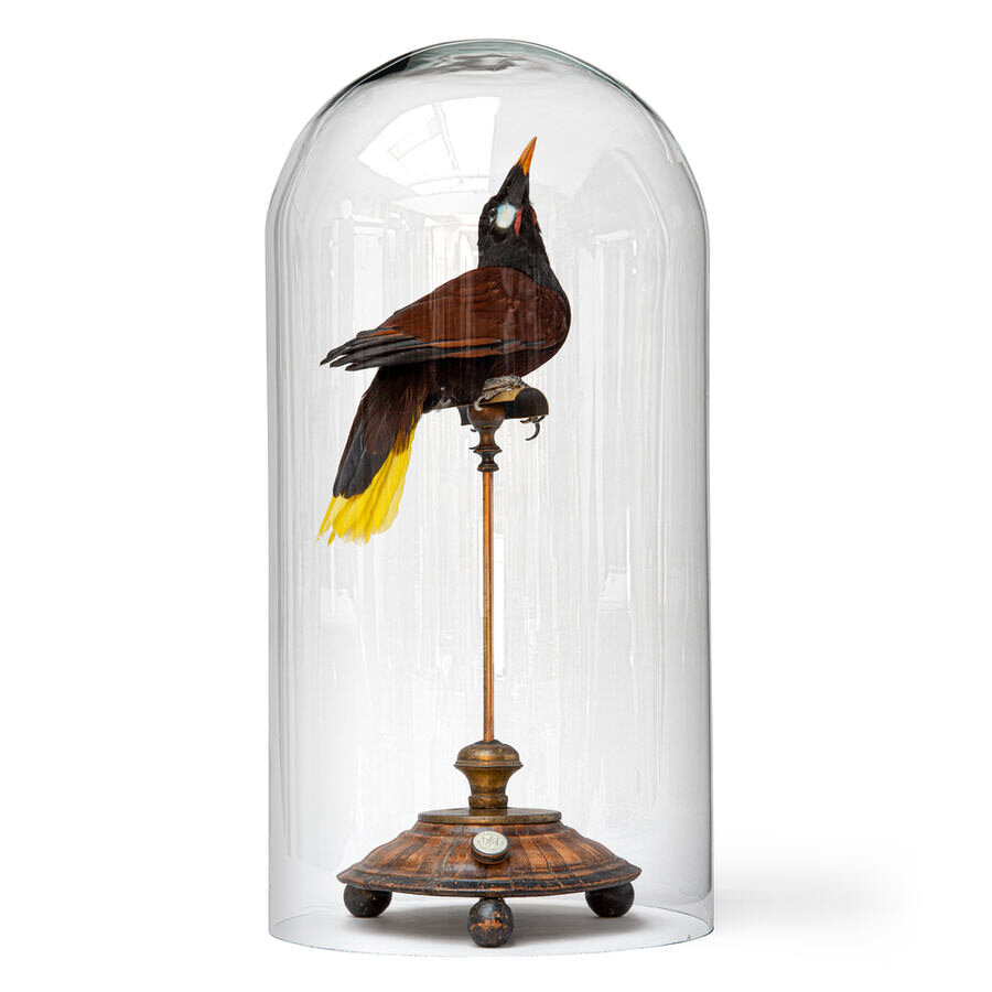 DSvT-Montezuma-oropendola-1-CLIP.jpg