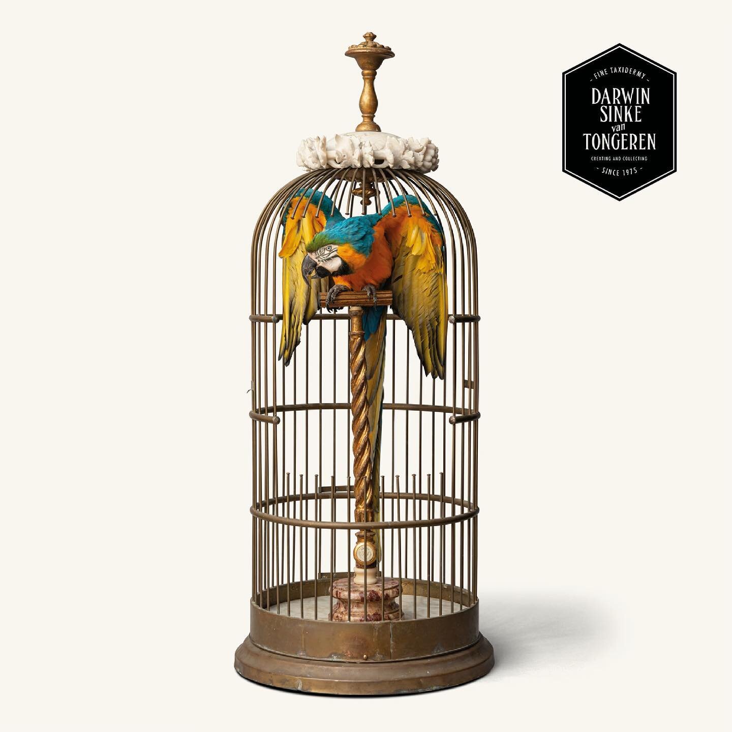 After last weeks birdcage we would like to share this birdcage with you.
Also not small and also potentially a centrepiece.
A Blue-and-Gold macaw perched on an antique ornamented gilt stand.
Like a Grand Madonna in a little chapel this blue and yello