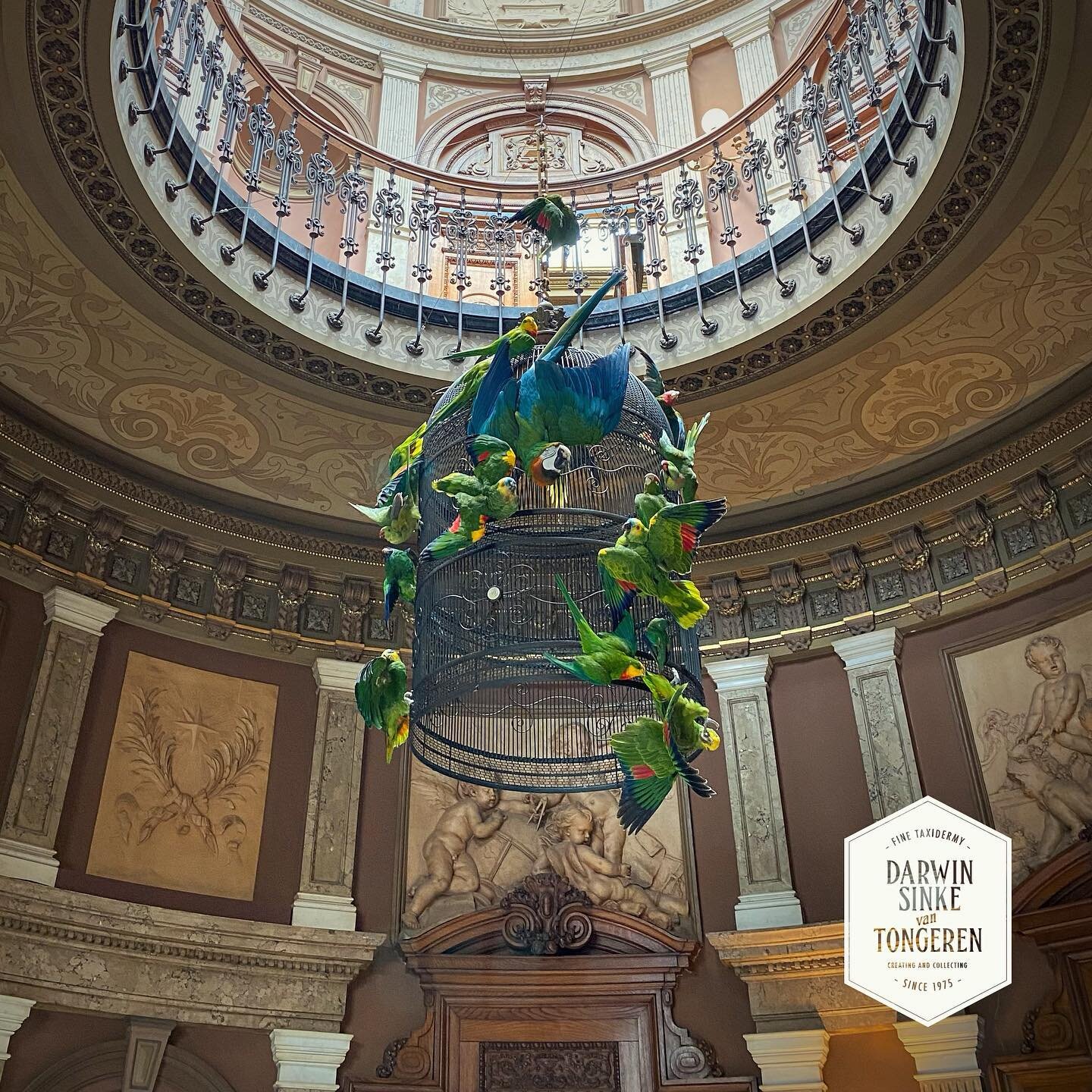 DSvT works at the Teylers Museum in the Netherlands. Exhibition called &lsquo;Vogelpracht&rsquo; is now open! Lots of work by Audubon on display. Birdcage is sold. Audubon display is available. #teylersmuseum #audubon #finetaxidermy #exhibition #haar