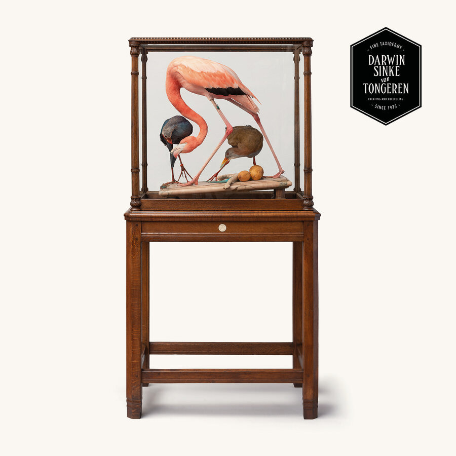 DSvT-Flamingo-Audubon-Teylers-Museum-web-900-1.jpg