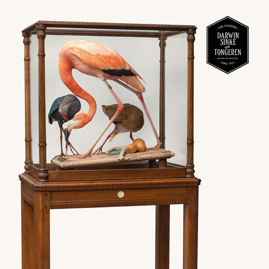 DSvT-Flamingo-Audubon-Teylers-Museum-web-900-3.jpg