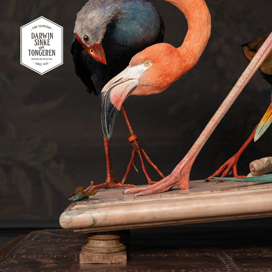 DSvT-Flamingo-Audubon-Teylers-Museum-web-900-8.jpg