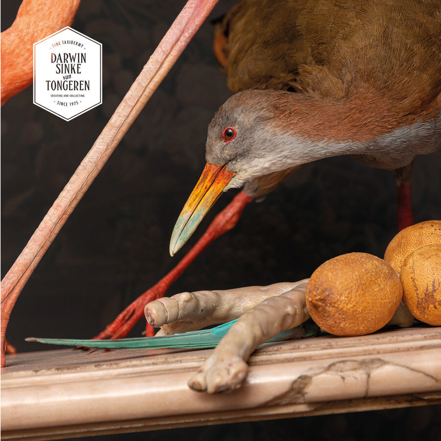 DSvT-Flamingo-Audubon-Teylers-Museum-web-900-9.jpg