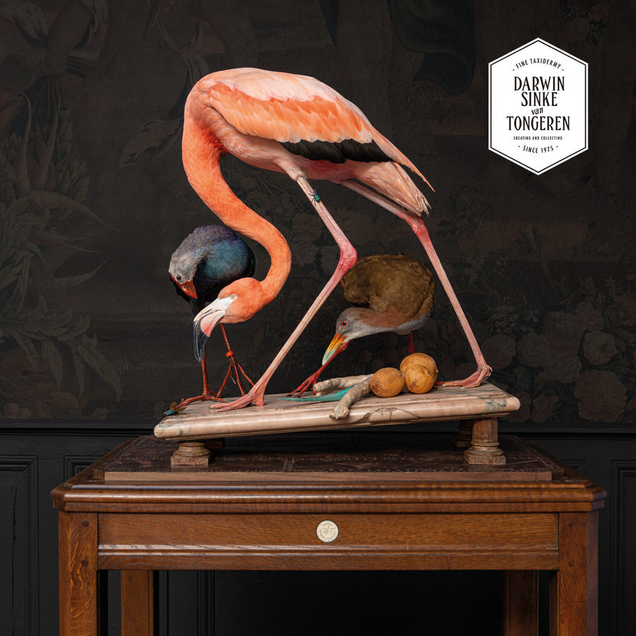 DSvT-Flamingo-Audubon-Teylers-Museum-web-900-11.jpg