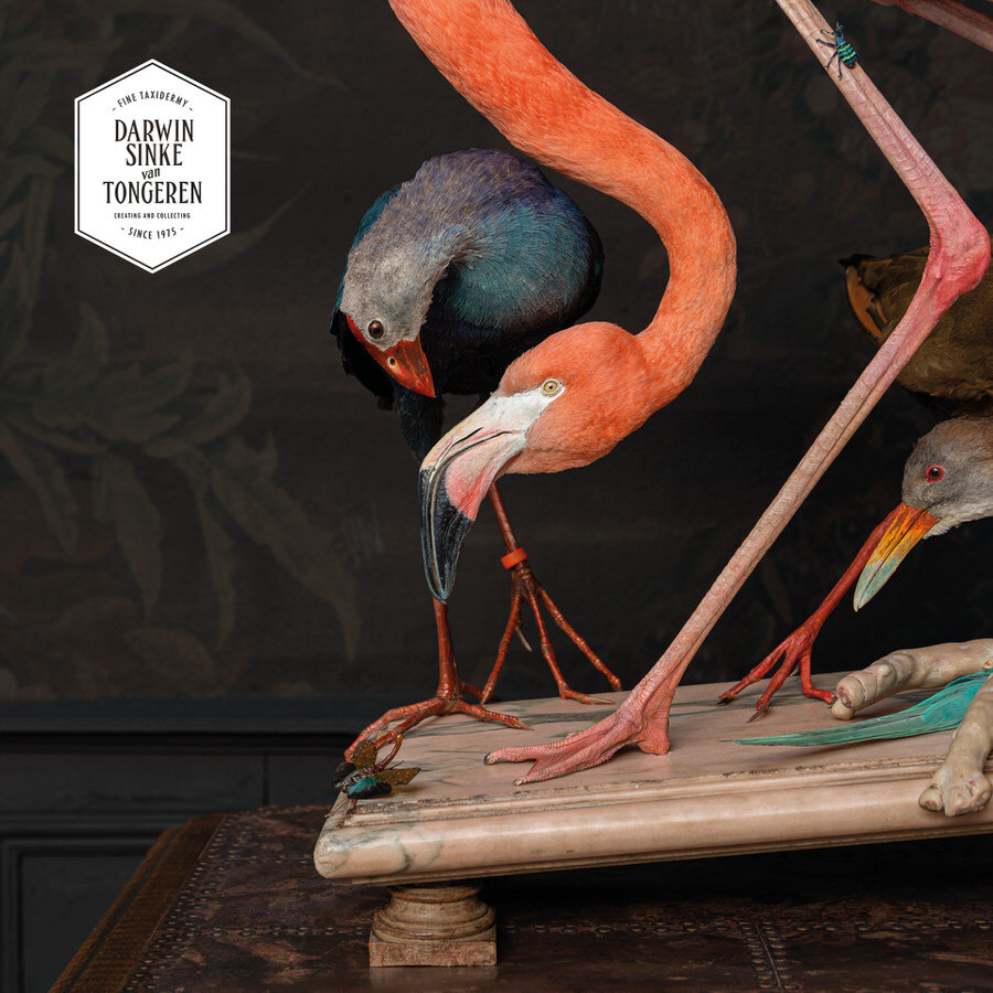 DSvT-Flamingo-Audubon-Teylers-Museum-web-900-15.jpg