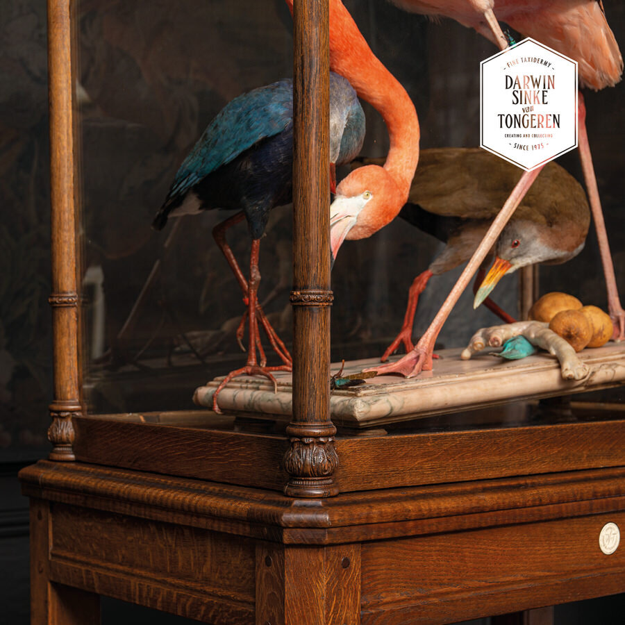 DSvT-Flamingo-Audubon-Teylers-Museum-web-900-18.jpg