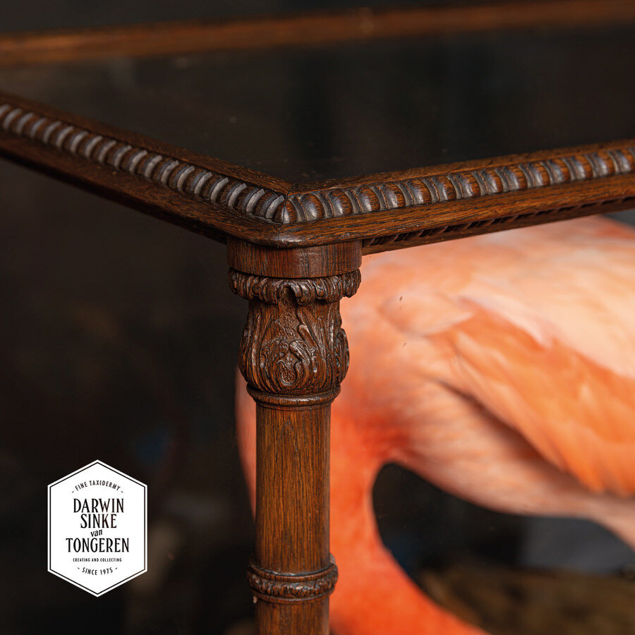 DSvT-Flamingo-Audubon-Teylers-Museum-web-900-19.jpg