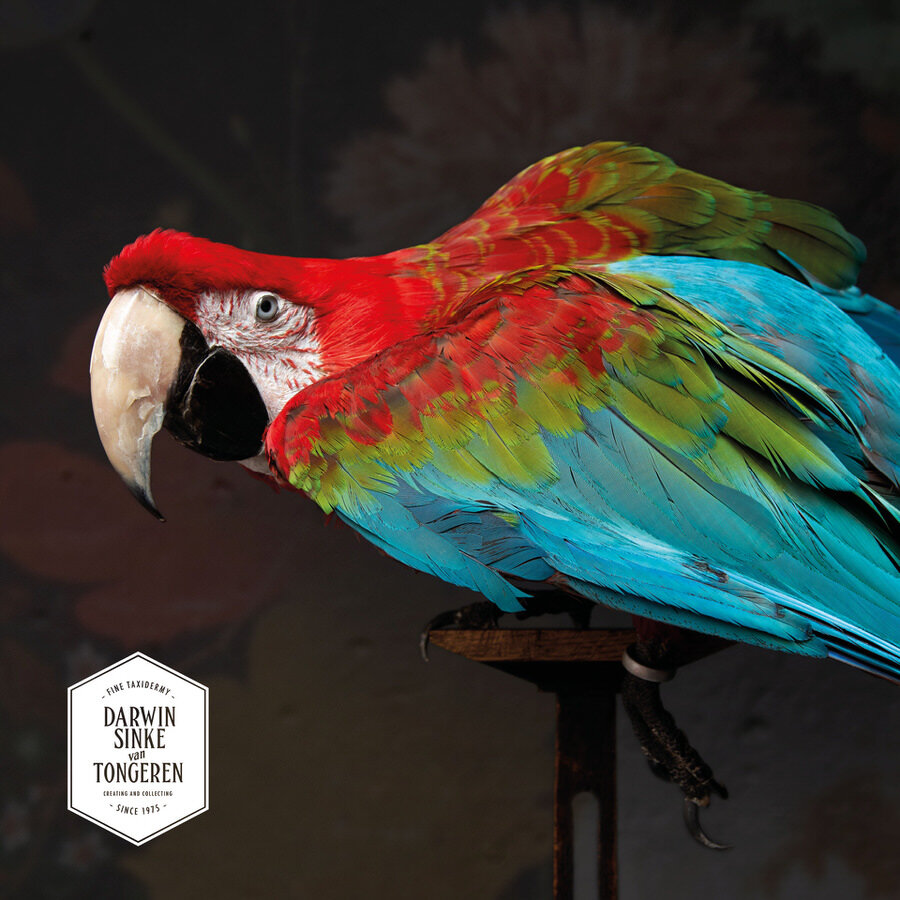 DSvT-Red-and-Green-Macaw-I-3.jpg