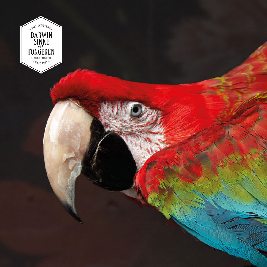 DSvT-Red-and-Green-Macaw-I-9.jpg
