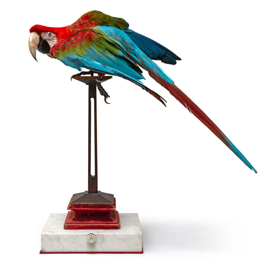 DSvT-Red-and-Green-Macaw-I-CLIP.jpg