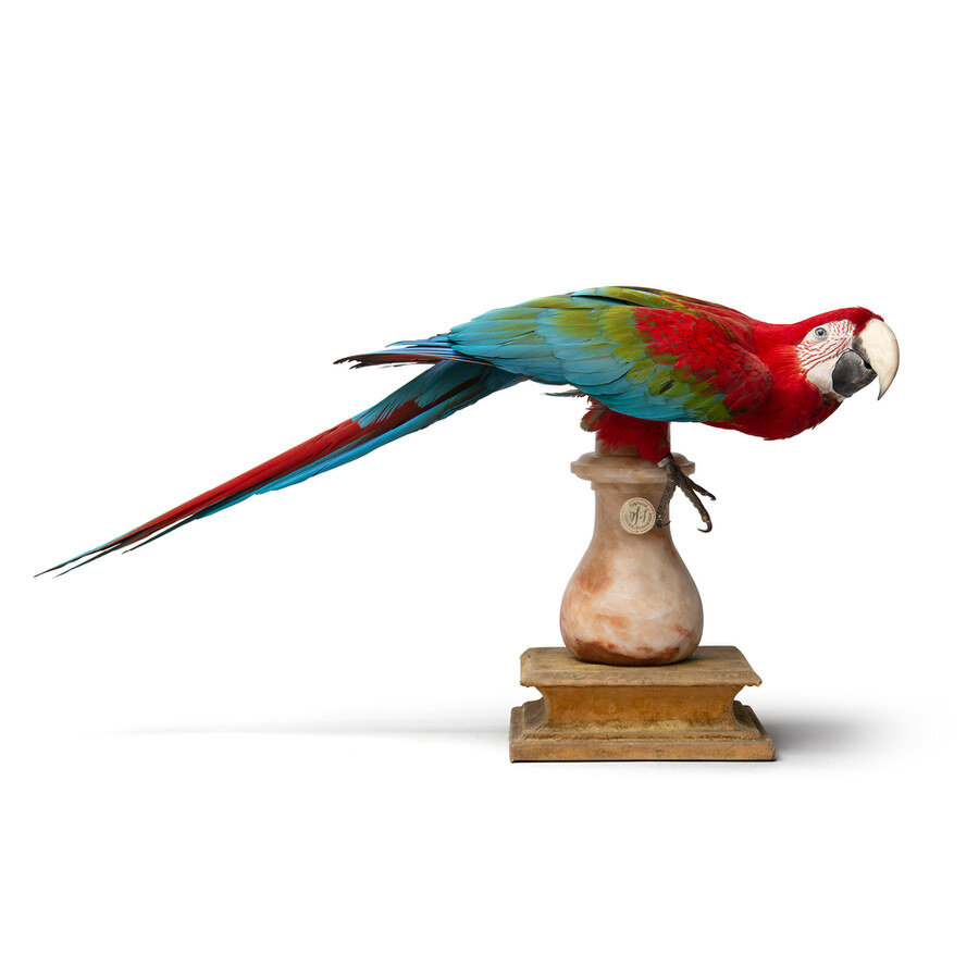 DSvT-Red-and-Green-Macaw-II-CLIP.jpg