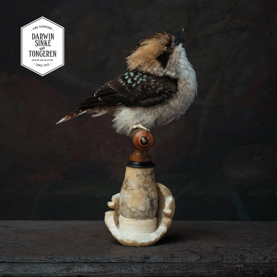 DSvT-Laughing-kookaburra-Web-900-11.jpg