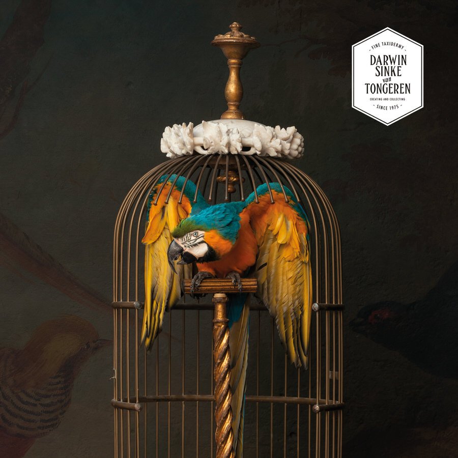 Picture of RECENTLY SOLD — Fine Taxidermy by Darwin, Sinke & van Tongeren