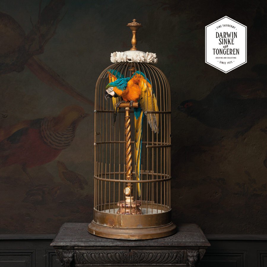 Image showcasing RECENTLY SOLD — Fine Taxidermy by Darwin, Sinke & van Tongeren