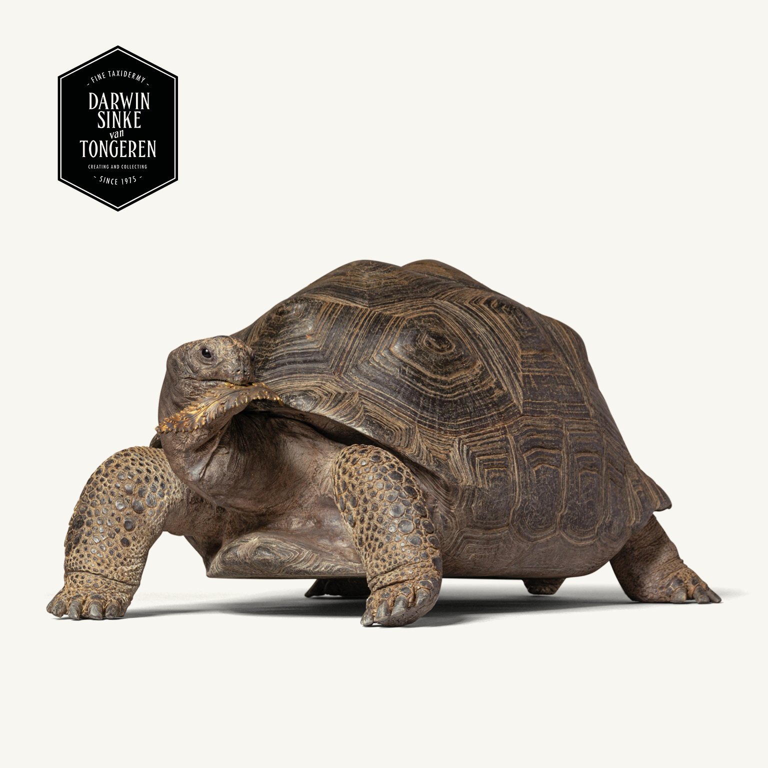 DSvT-Aldabra Giant Tortoise-1stDibs-00.jpg