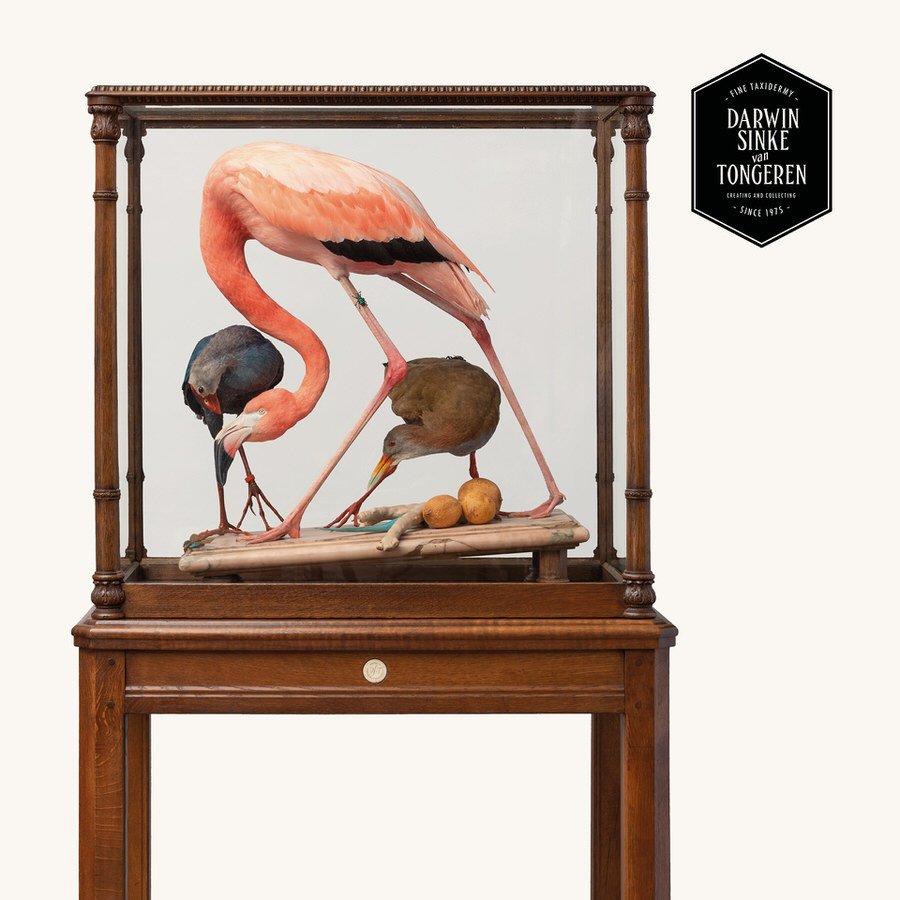DSvT-Flamingo-Audubon-Teylers-Museum-web-900-2.jpg