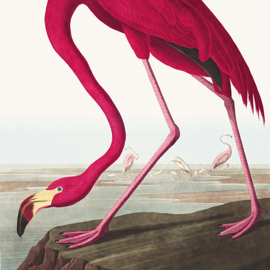 DSvT-Flamingo-Audubon-Teylers-Museum-web-900-4.jpg