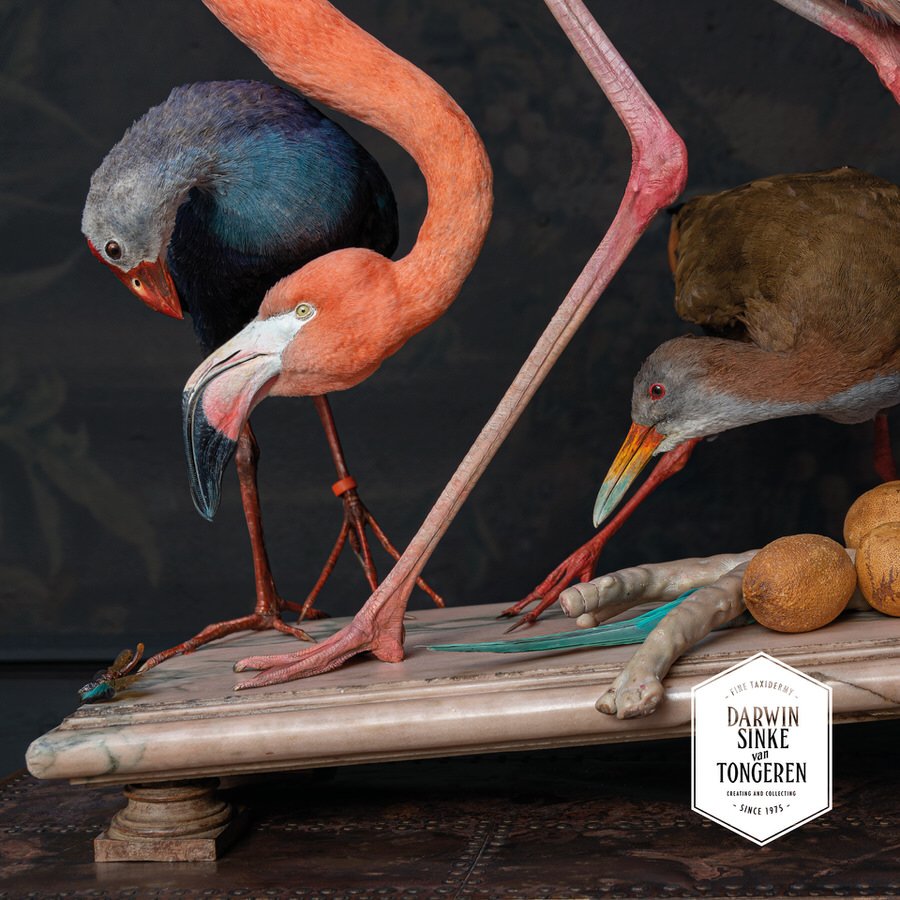 DSvT-Flamingo-Audubon-Teylers-Museum-web-900-13.jpg