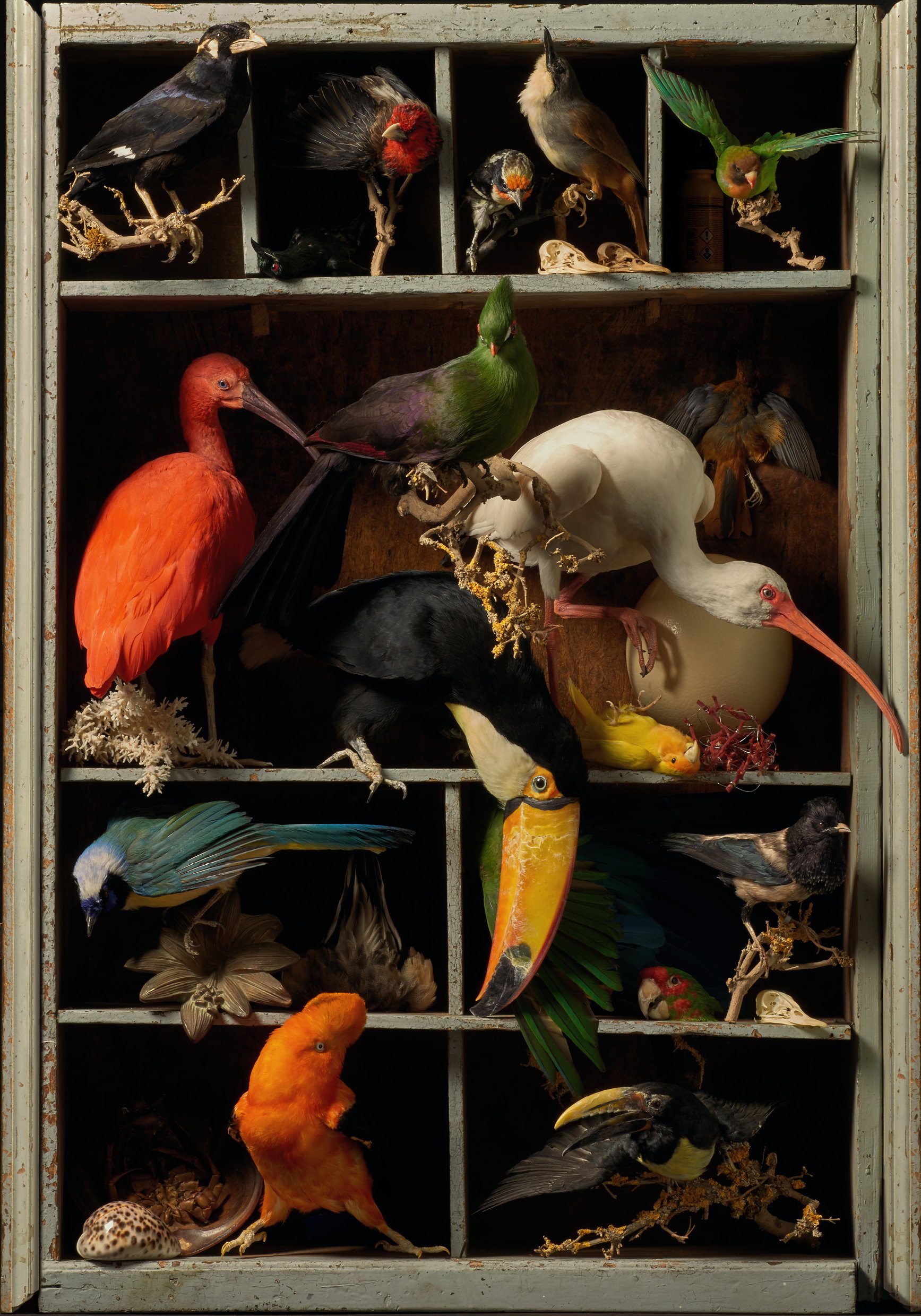 Peinture des Taxidermistes-Title_Réunion d’oiseaux étrangers.jpg