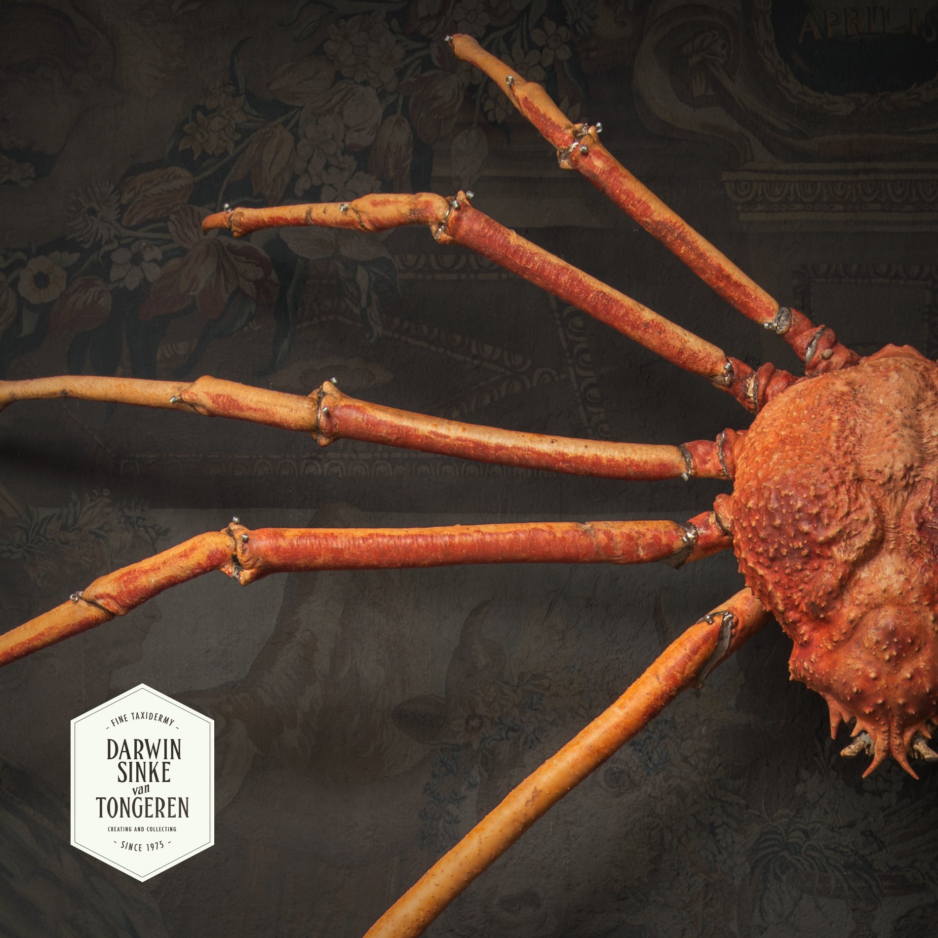 DSvT-Spider-Crab-Insta-11.jpg