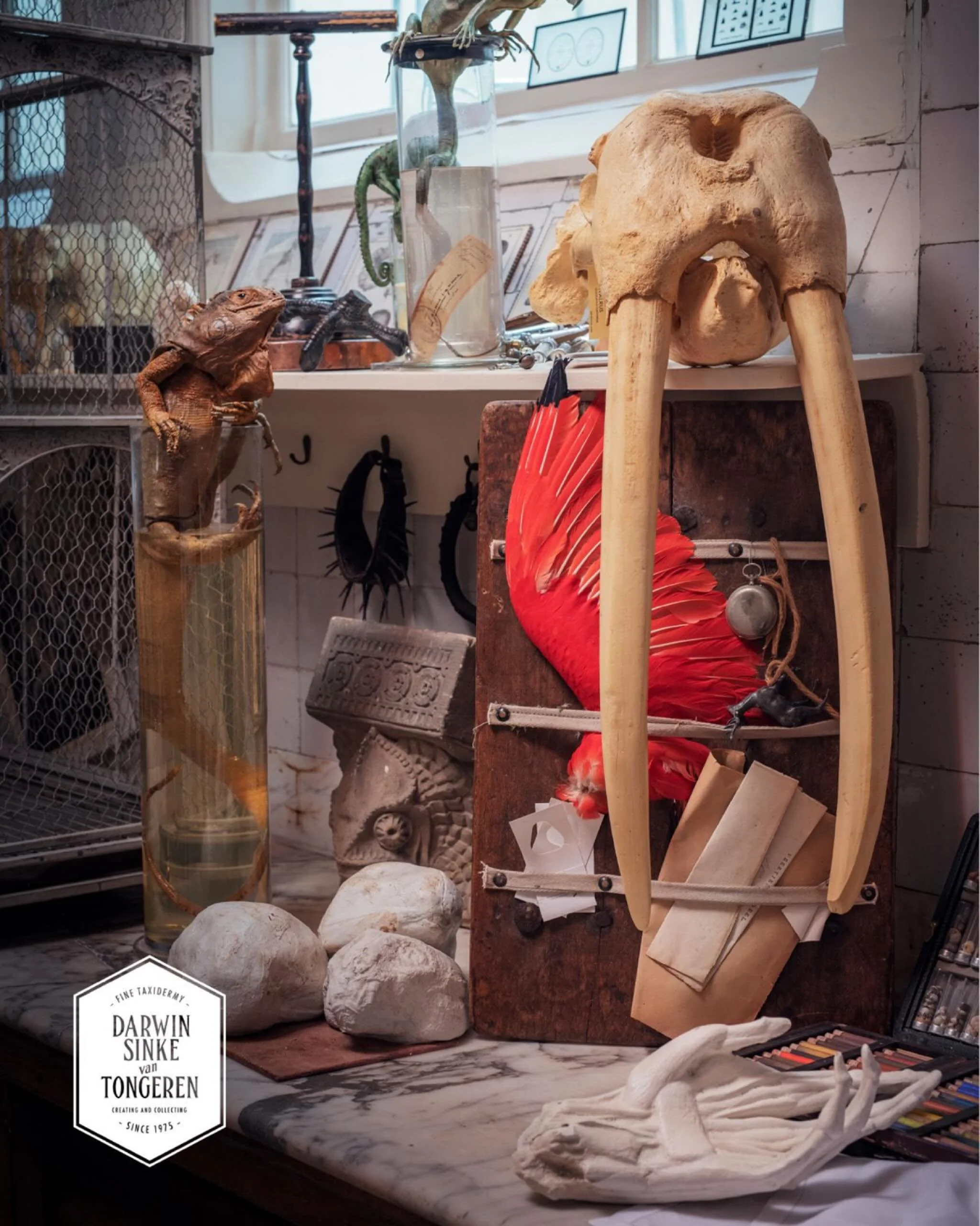 Details from Darwins Workshop @artzoomuseum in Amsterdam. Please visit us when in the Netherlands! #wunderkammer #museum  #amsterdam #darwinsinkevantongeren