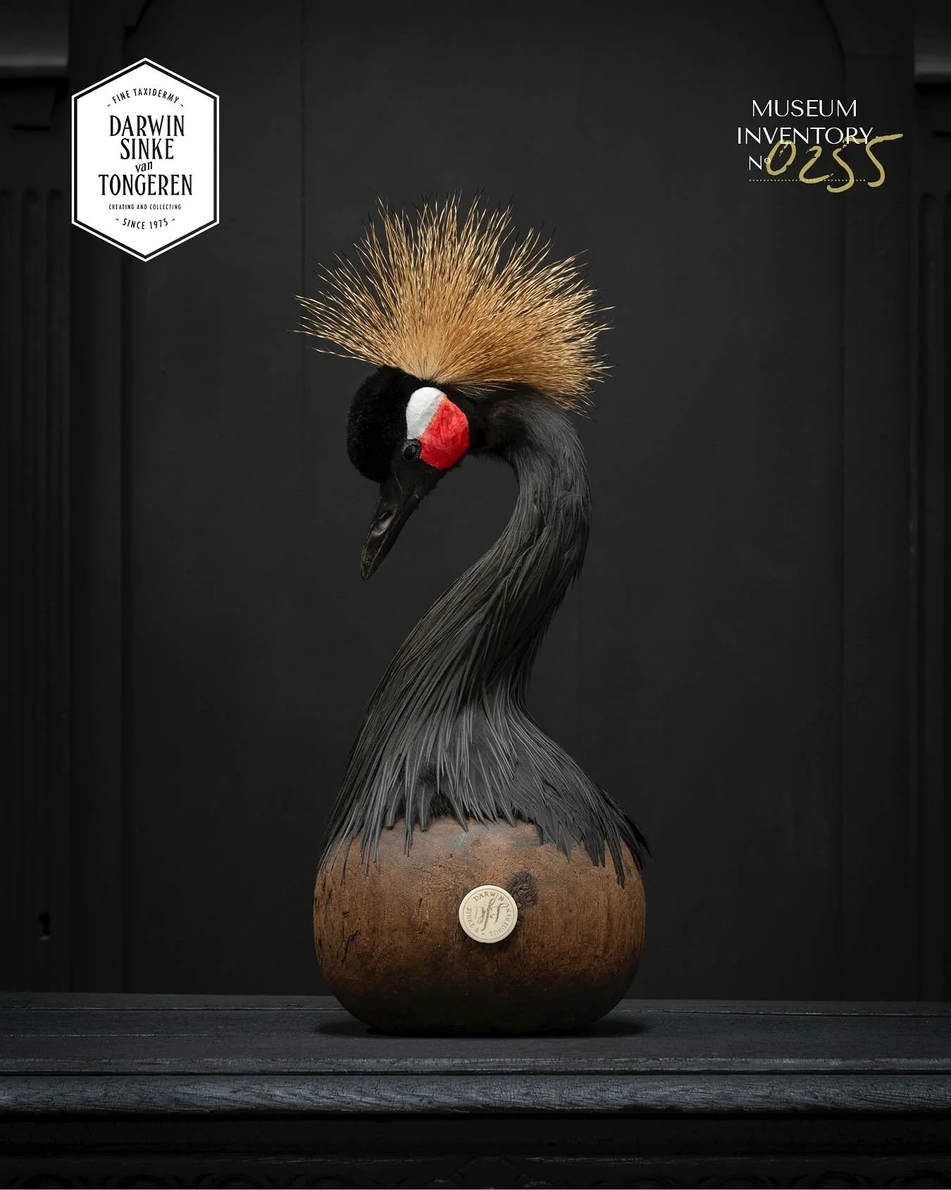 (Available) A rare Black-necked Crowned Crane. Different from the more common Grey-nekked Crowned Crane. But as all cranes it has so much grace and emotion.
#crownedcrane #darwinsinkevantongeren #1stdibs #finetaxidermy #artzoo #museum #amsterdam