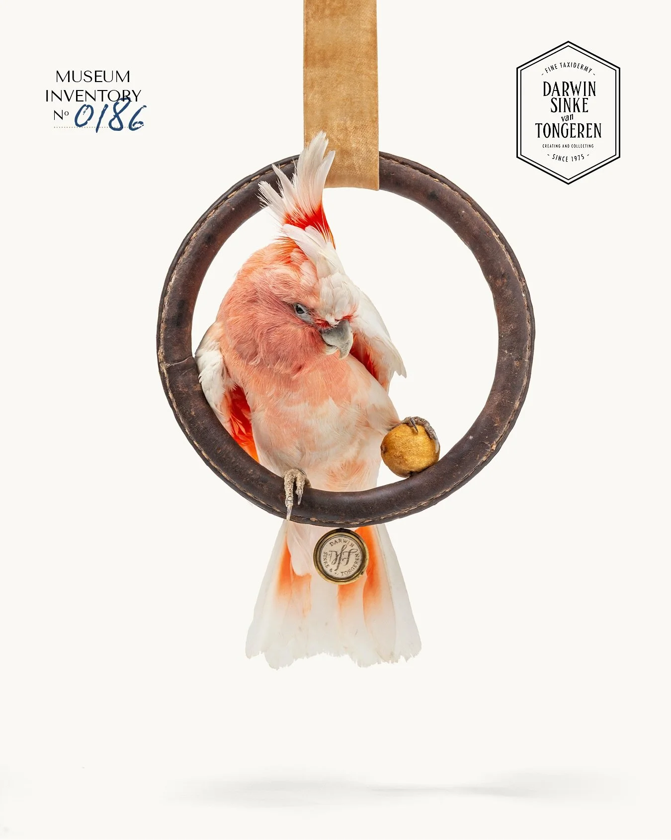 (Available) Inca cockatoo or Pink Cockatoo or Major Mitchell Cockatoo. Three different names for one magnificent bird. #pinkcockatoo #mayormitchellcockatoo #incacockatoo #darwinsinkevantongeren #1stdibs