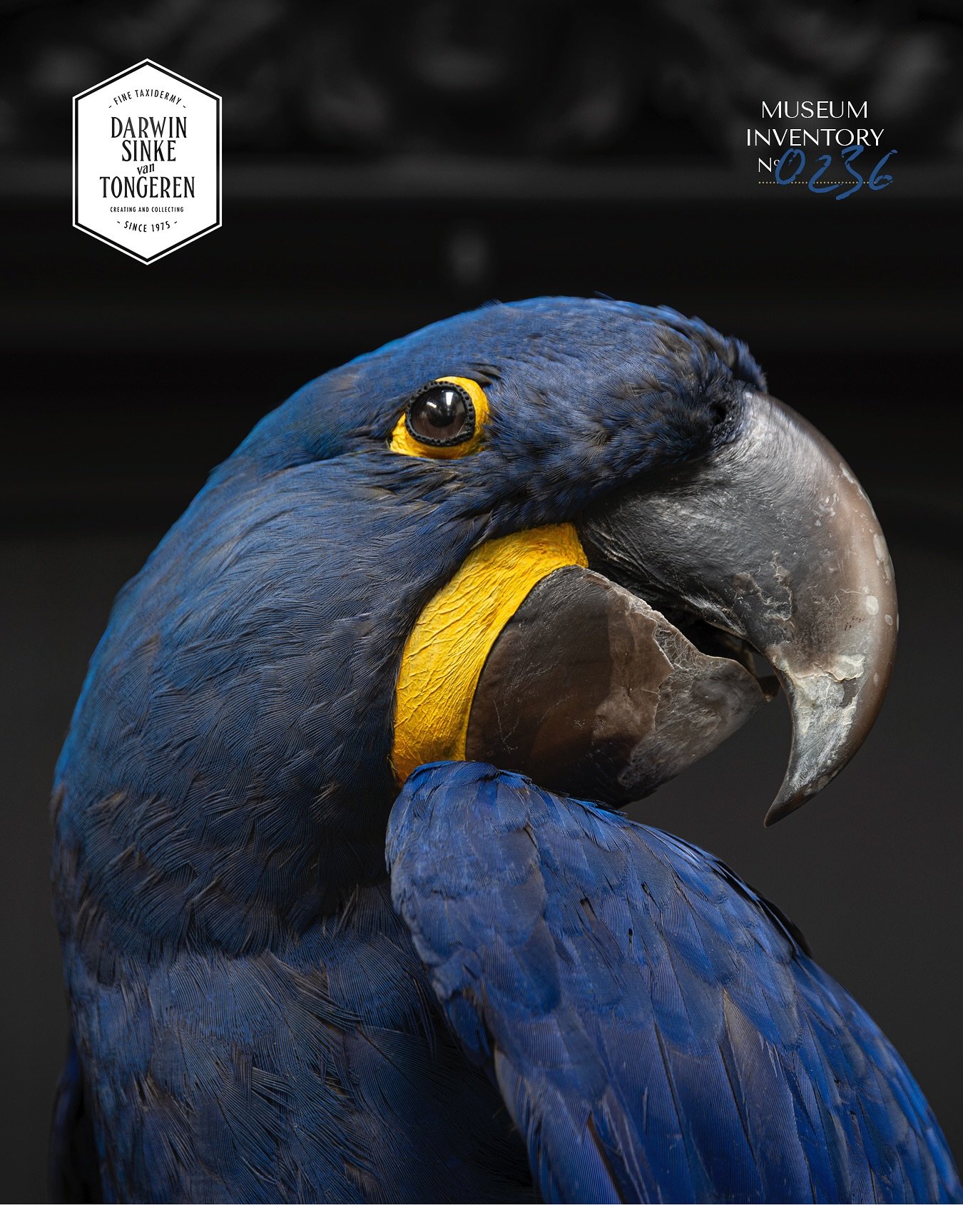 (Available) Our very first chance to work on a super rare Hyacint Macaw. Those colours are out of this world. #hyacintmacaw #darwinsinkevantongeren #finetaxidermy #1stdibs