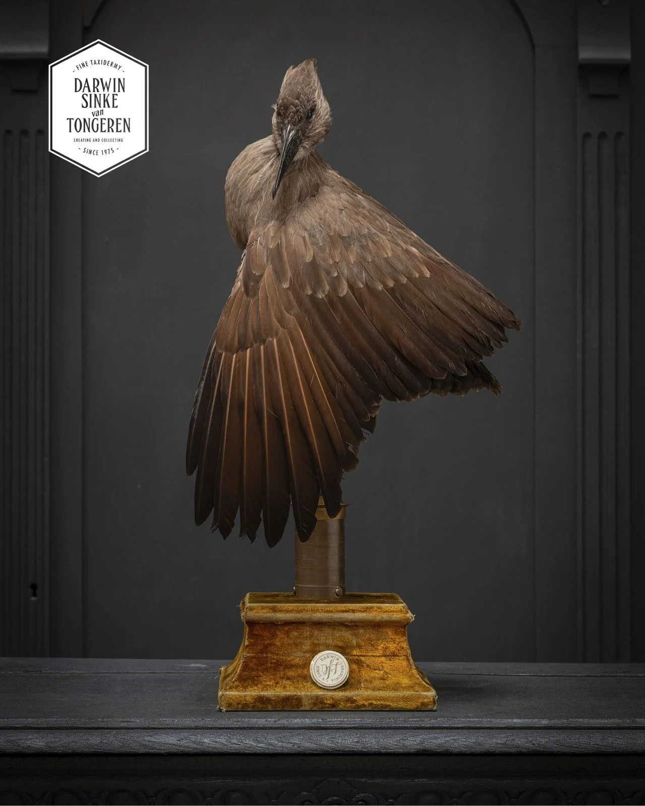 (available) A Hamerkop stork. A special species from Africa. Obvious why this bird got his name. Isn&rsquo;t she wonderfull?
#hamerkop #artzoo #museum #finetaxidermy #darwinsinkevantongeren