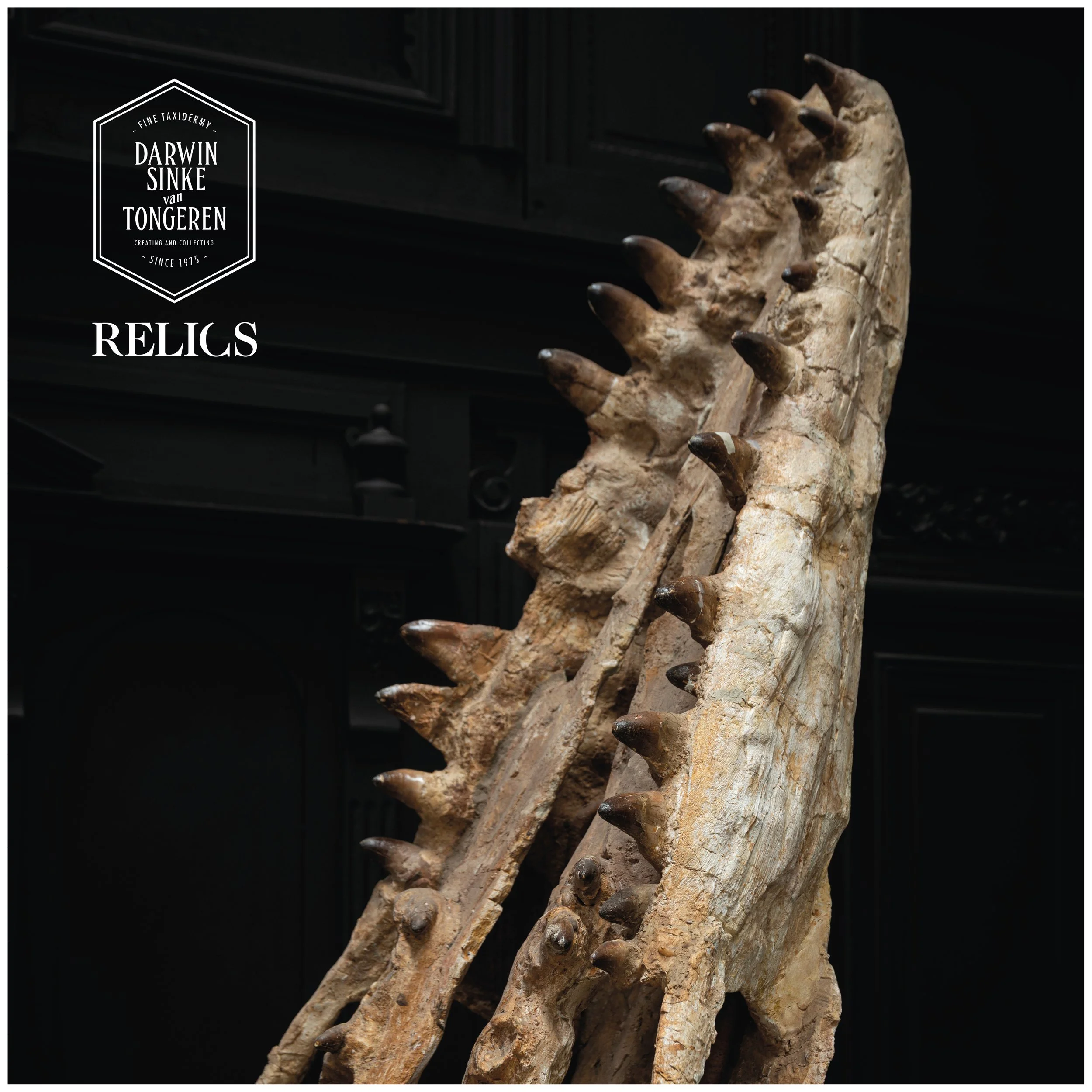 Mosasaurus-Detail-4.jpg