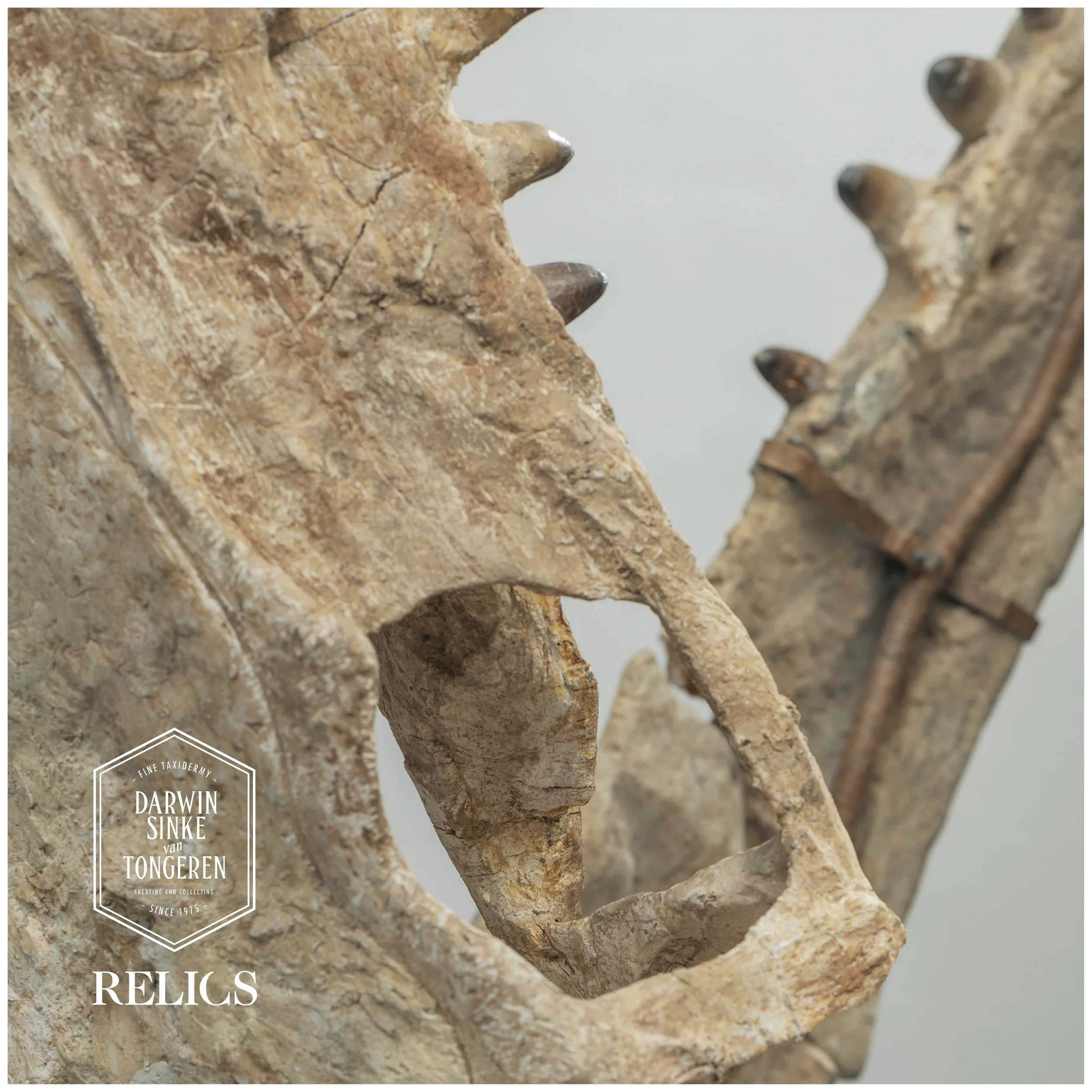 Mosasaurus-Detail-3.jpg