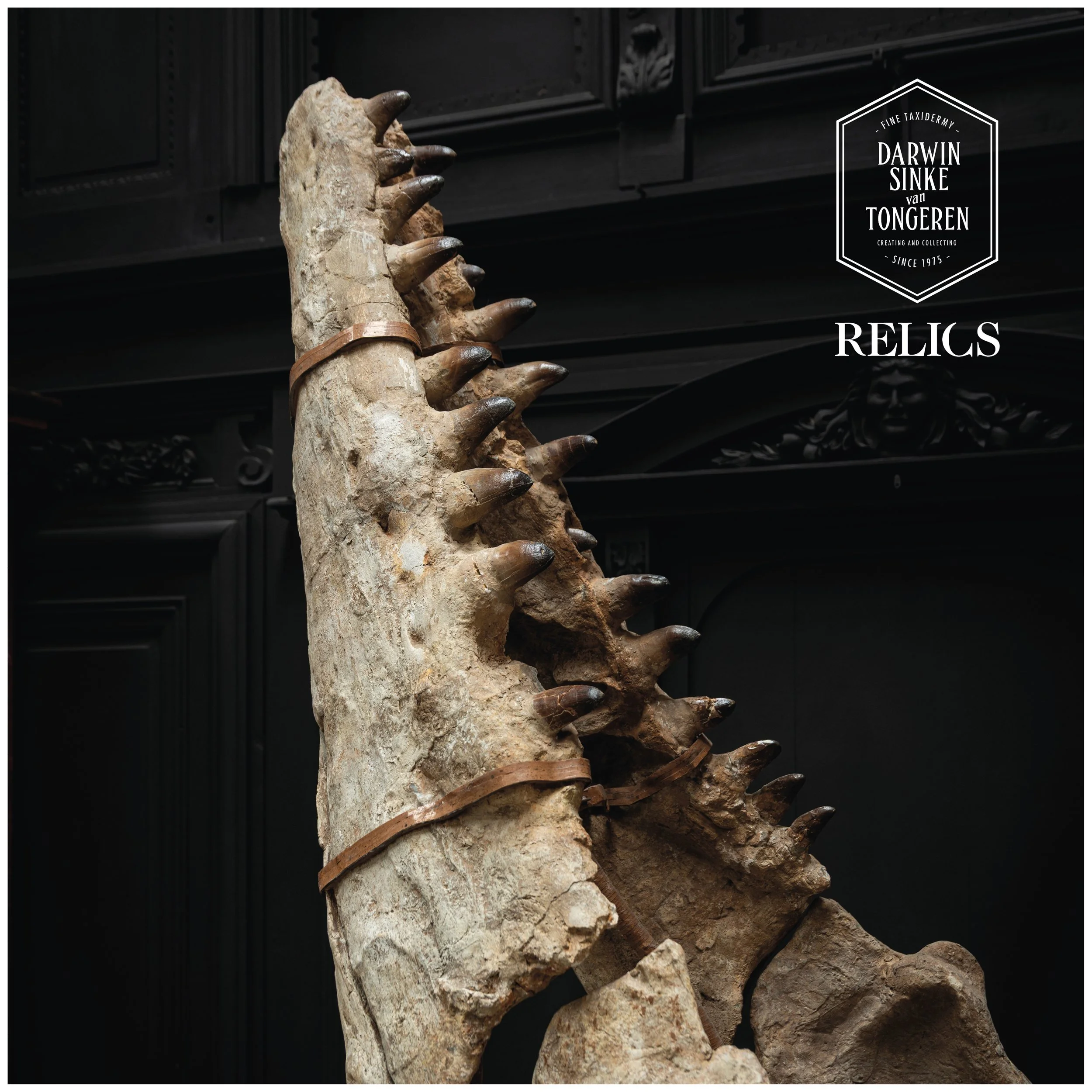Mosasaurus-Detail-5.jpg