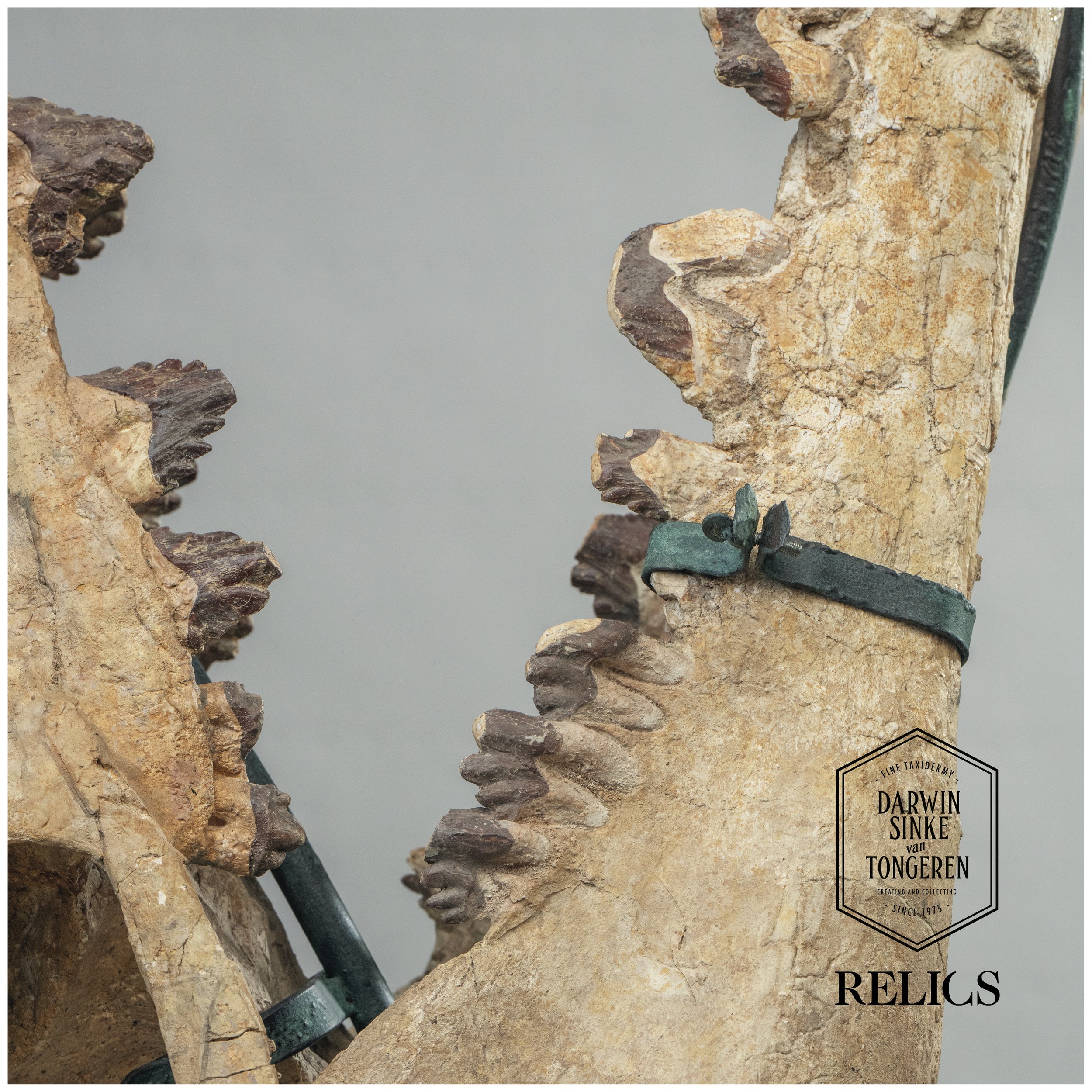 Basilosaurus-Detail-5.jpg