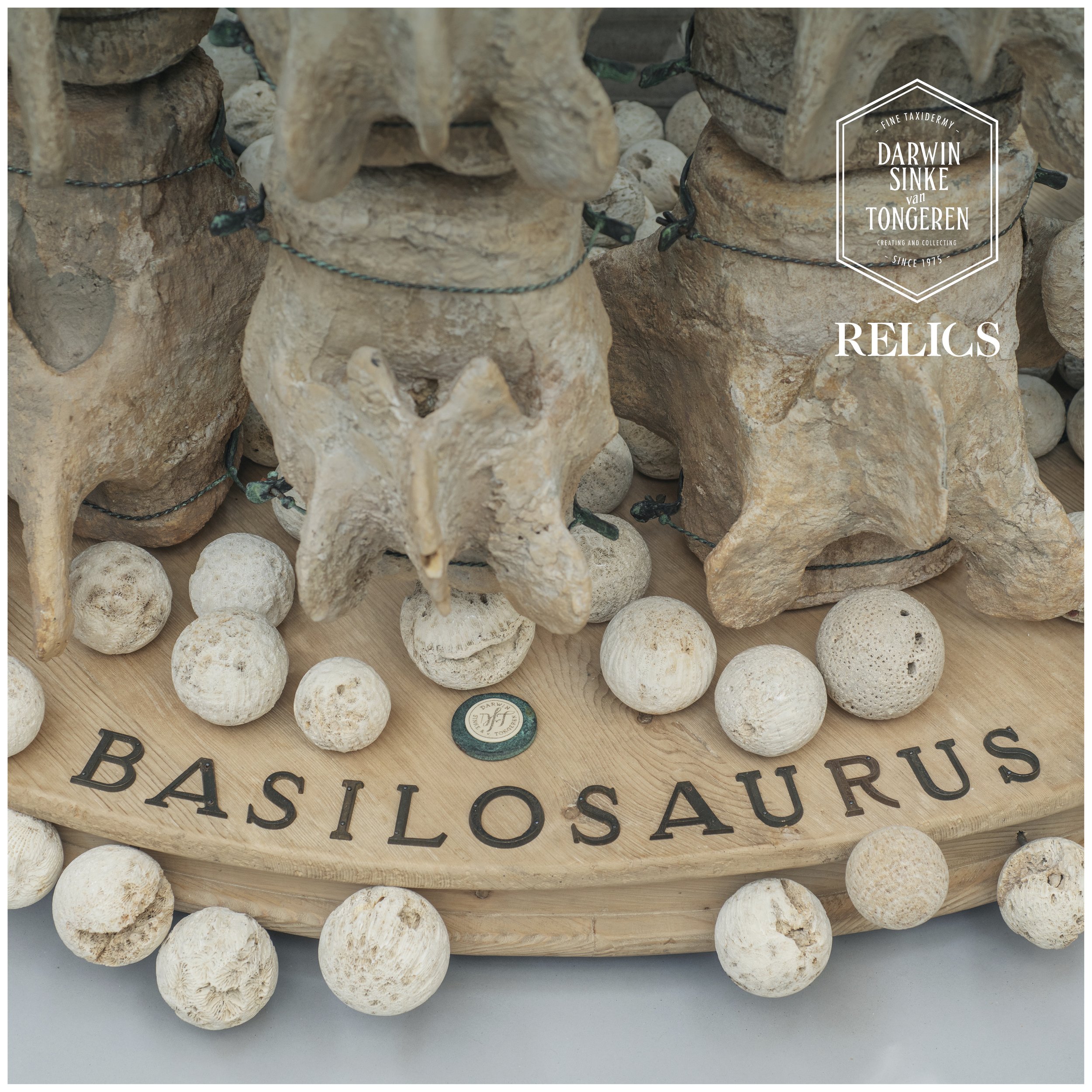 Basilosaurus-Detail-7.jpg