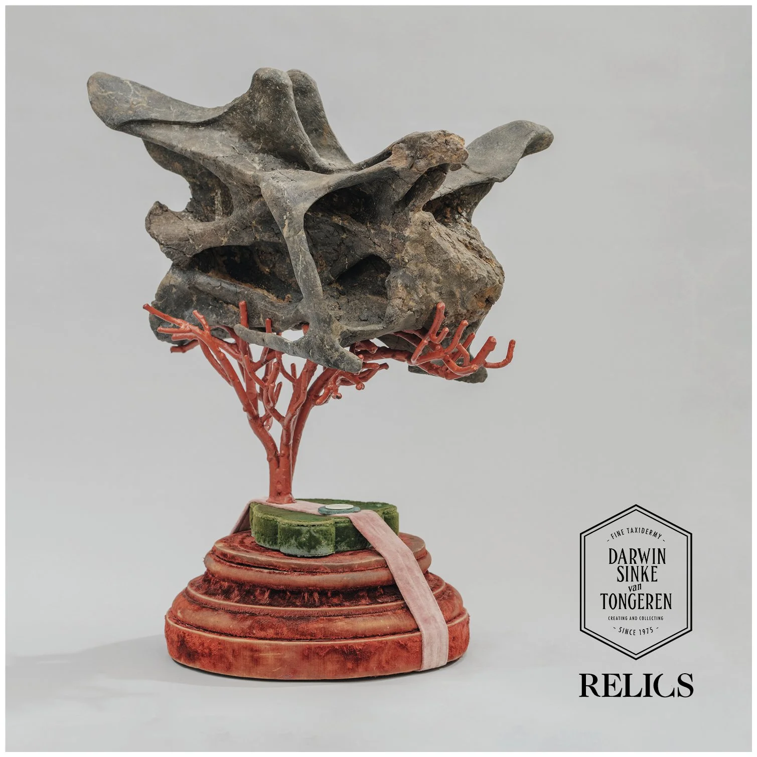 Diplodocus-Vertebrae-B-2.jpg