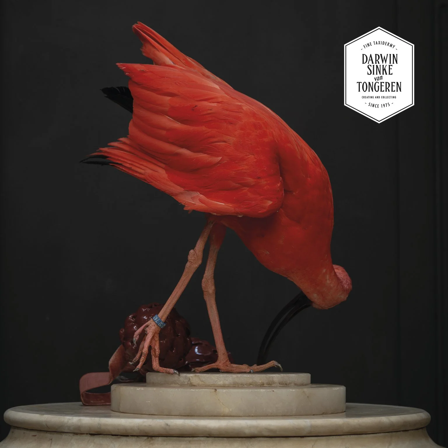 DSvT-Scarlet Ibis Artichoke-900x900-8.jpg