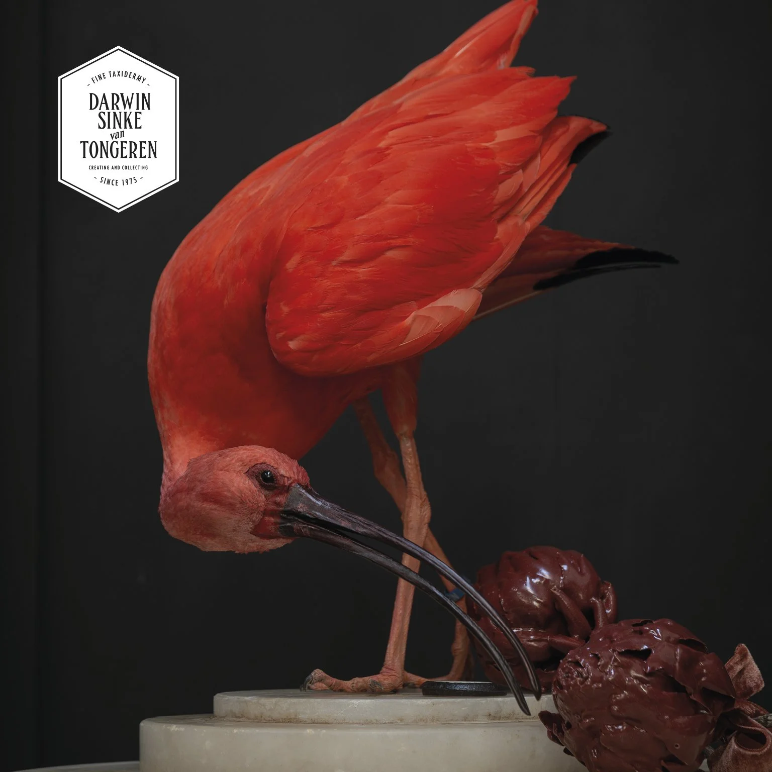 DSvT-Scarlet Ibis Artichoke-900x900-7.jpg